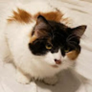 Meet your Posher, Mattisok